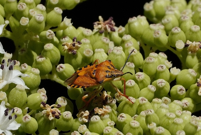 Pentatomidae: Carpocoris pudicus ? S